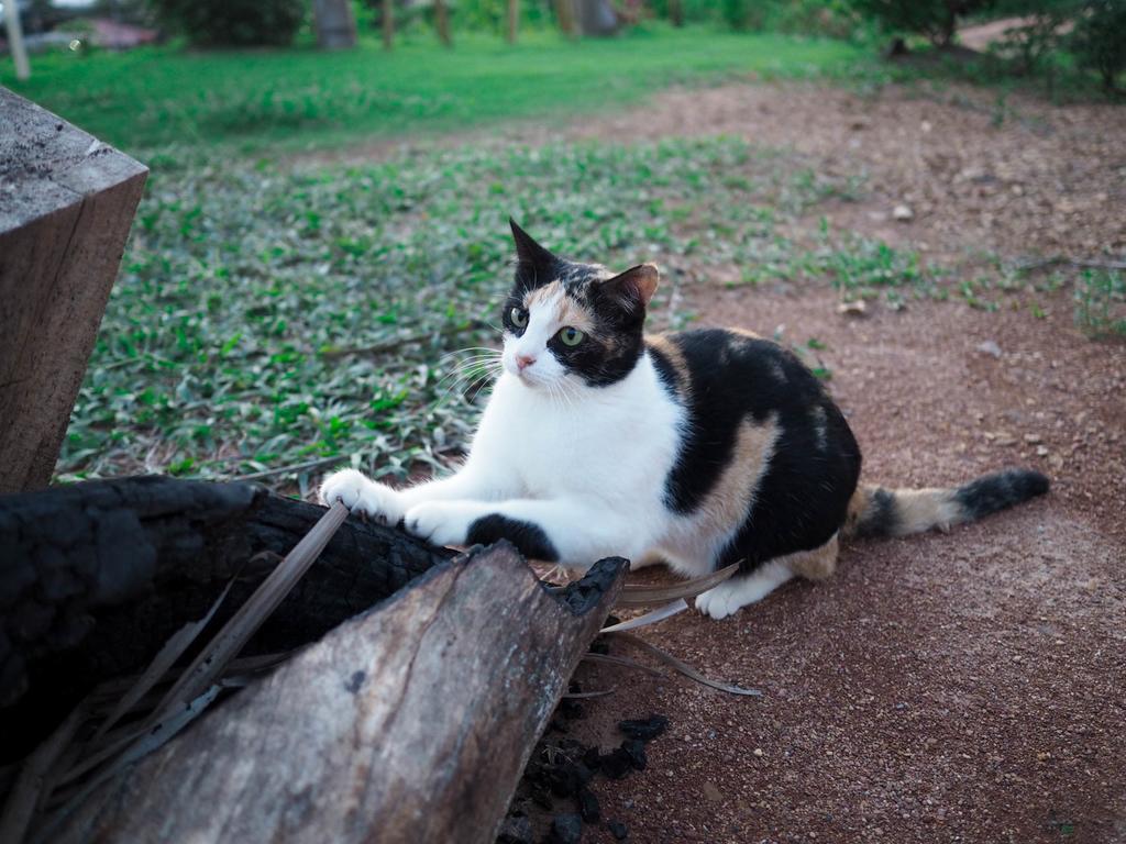 Cat Bungalow Ko Lanta Exterior foto